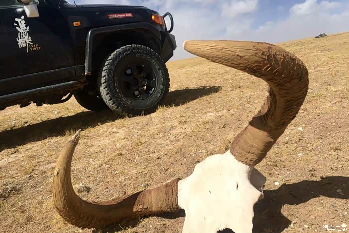 风化的野牦牛的头骨