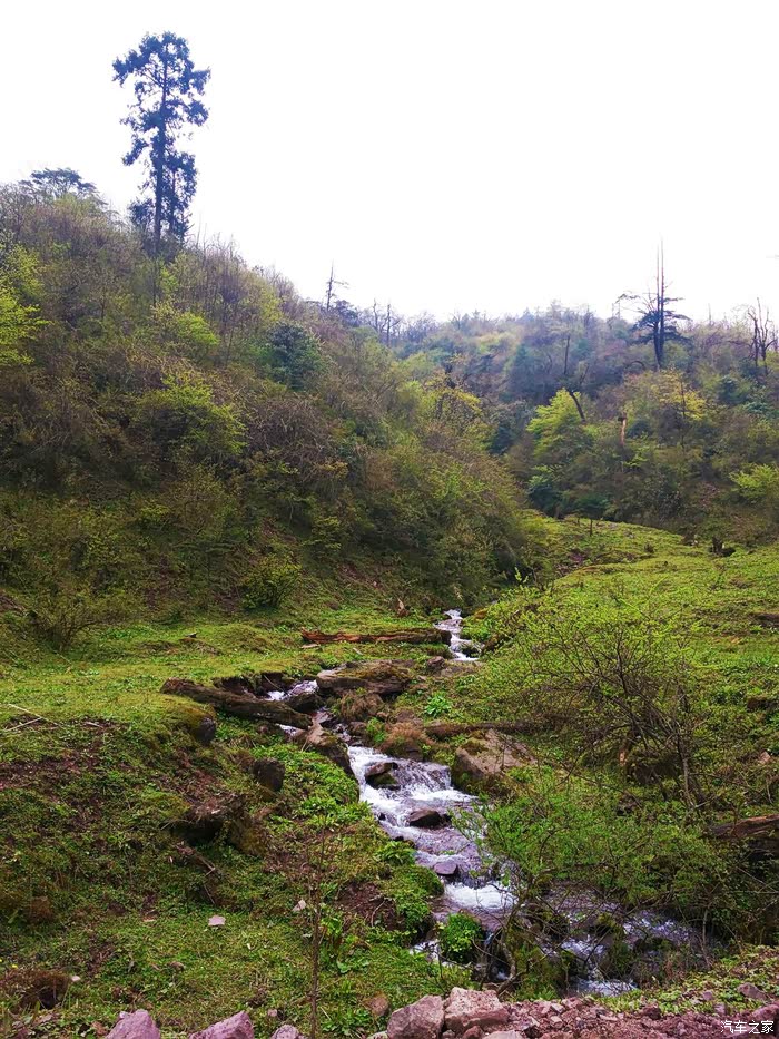 大风顶上杜鹃开,一夜狂风帐篷摧