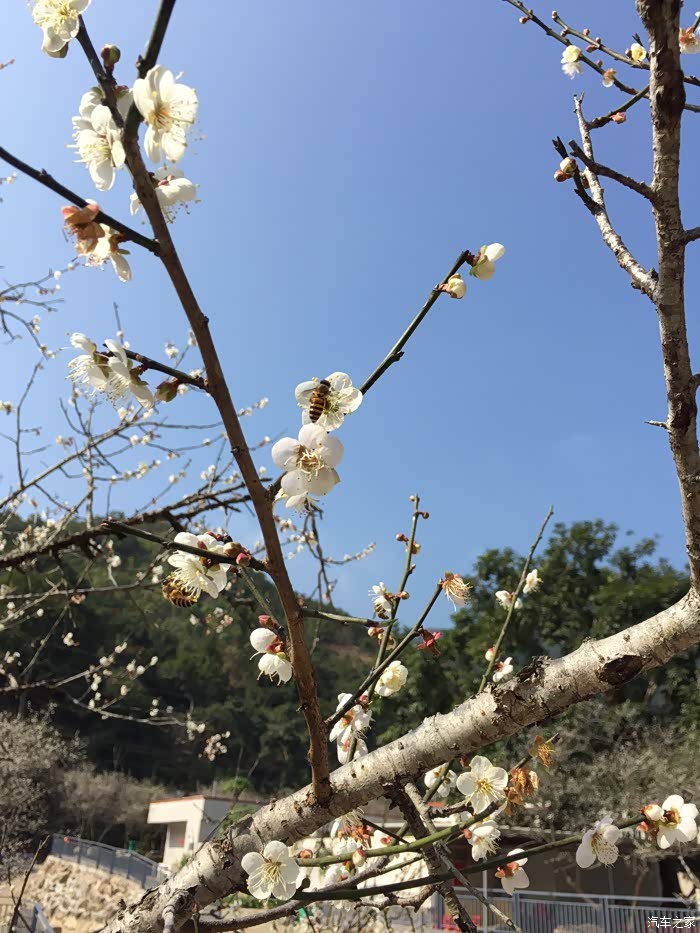 揭阳博越车友会揭西首次博越小聚之梅花盛开