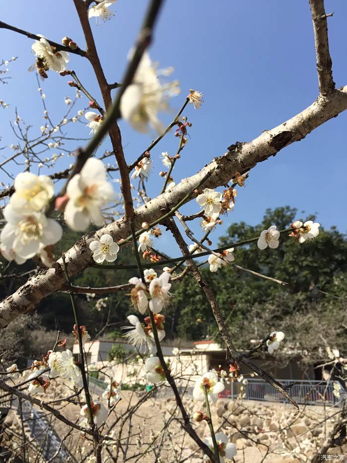 揭阳博越车友会揭西首次博越小聚之梅花盛开