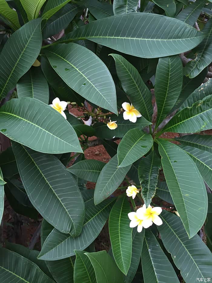 区里棵鸡蛋花树每天开出美丽花外甥女摘几次作为拍照时配饰