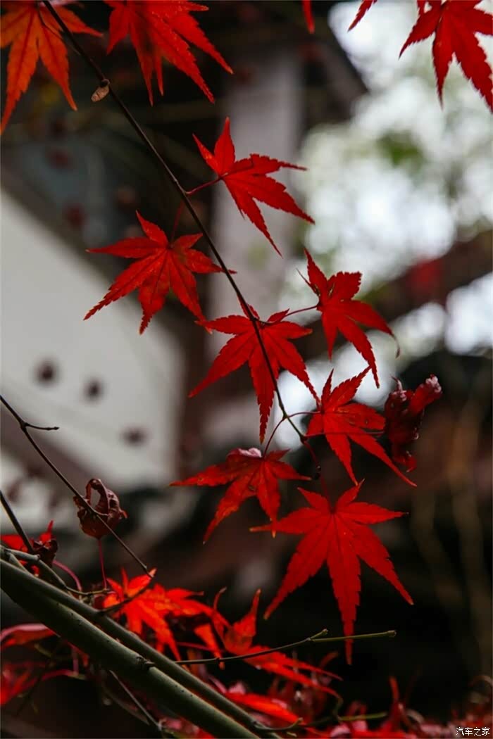 秋末游栖霞山落红满径风微凉