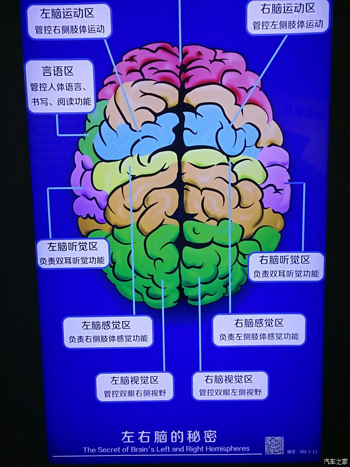 大脑每个区域的功能介绍