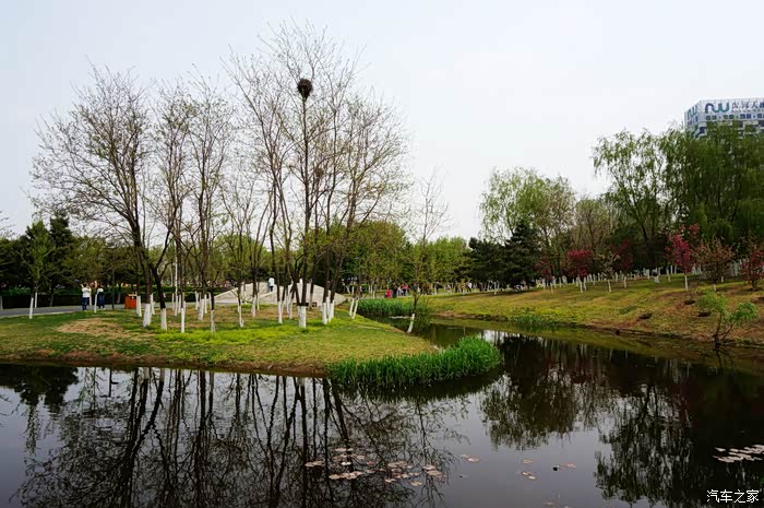 随拍沈阳长白岛公园赏樱花