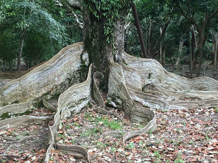 台湾国宝之树——银叶板根