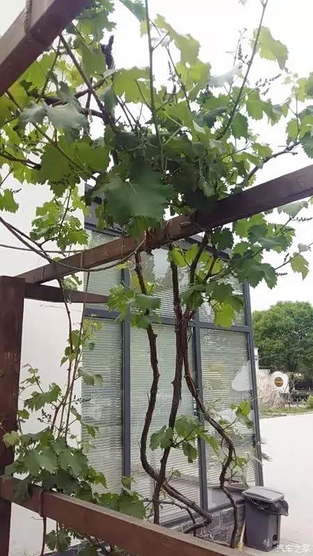 葡萄也能搭凉棚