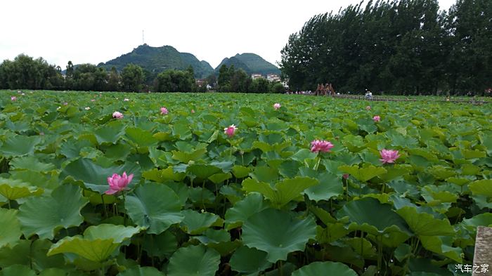 2016718映日荷花別樣紅再遊安龍招堤與荷花節不期而遇