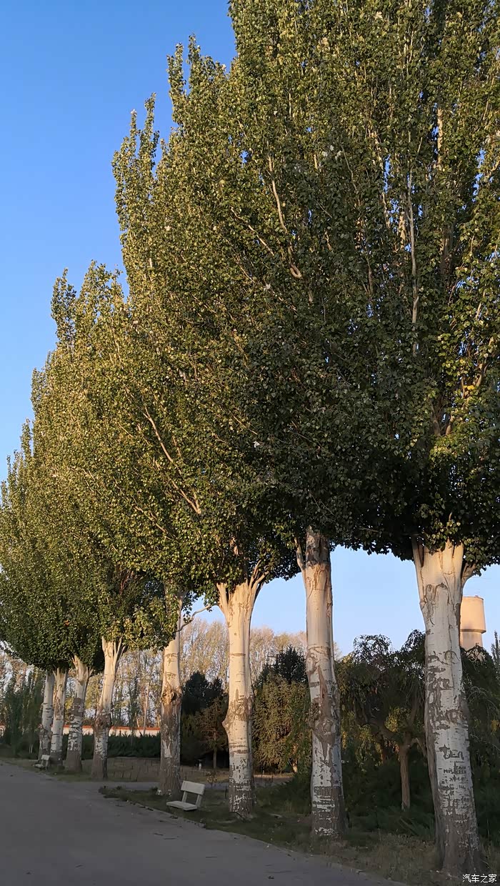 园中挺拔的白杨树.