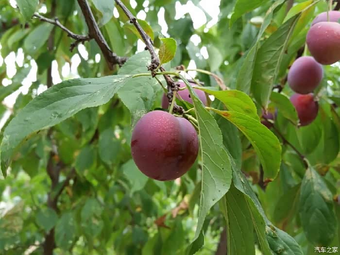 极致哥,你要的李子熟了!