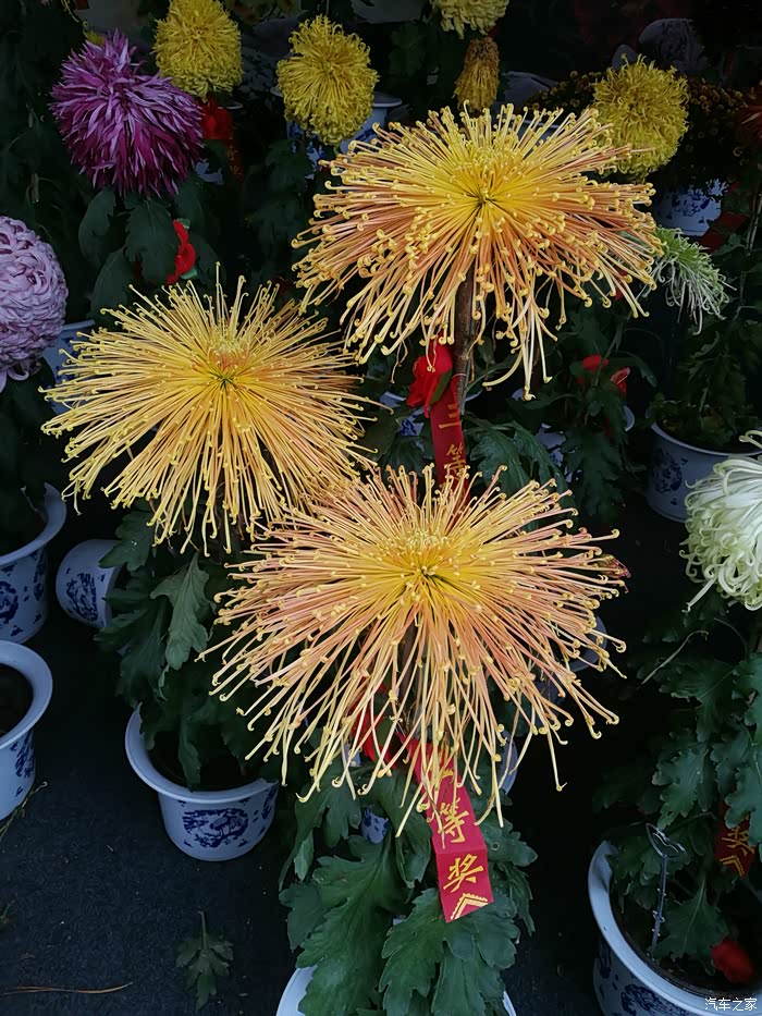 渌水蒙山满城尽带黄金甲且到开封看菊花