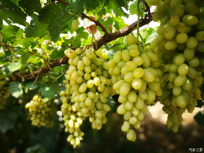 涿鹿的葡萄官厅的鱼--周末休闲游偶记