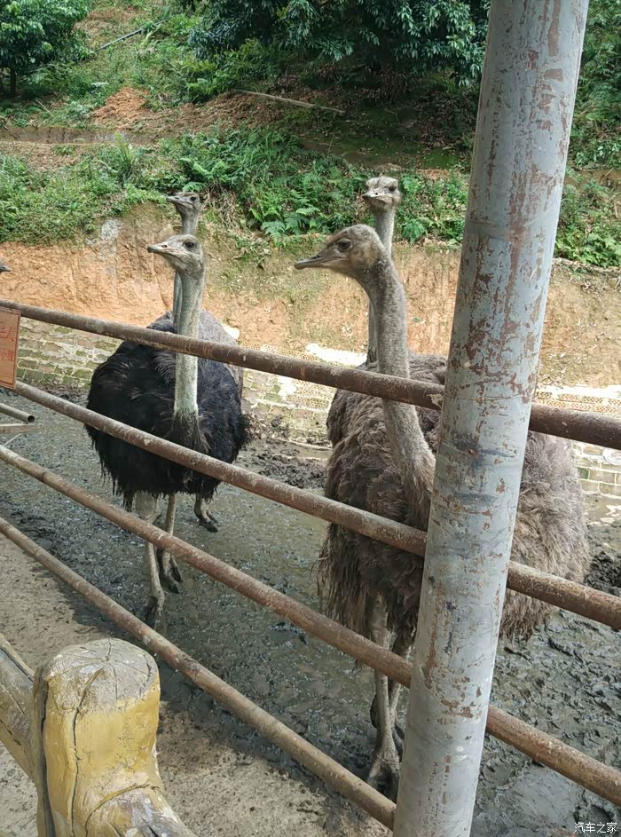 【广西壹家人车友会】鸵鸟,脖子好