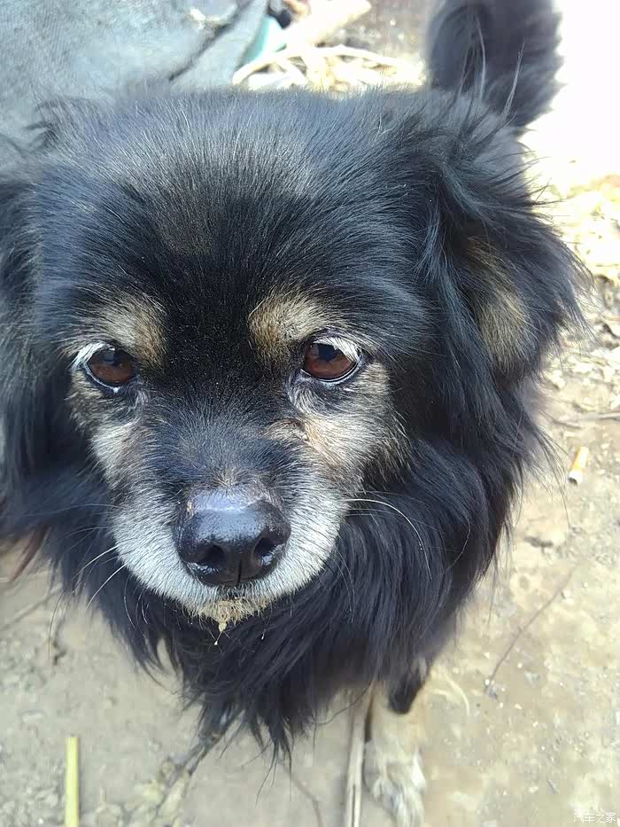 老家有个白眉小霞,8岁了