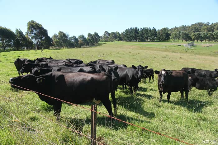 牛也拼颜值,这头额头上有块白毛黑牛,因为这块毛和它同伴有不同命运