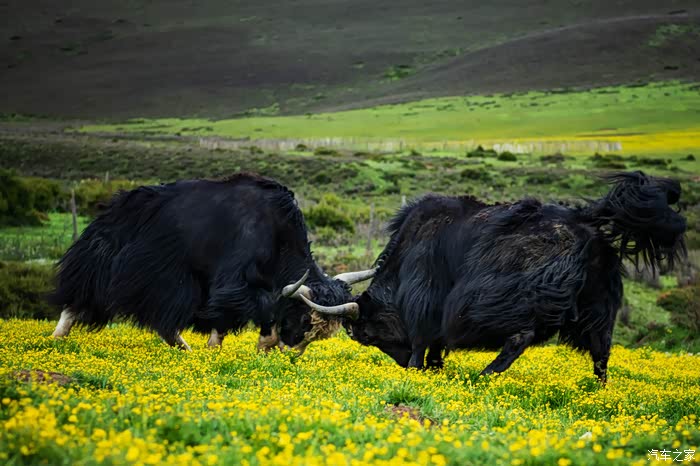 两头牦牛在顶牛.