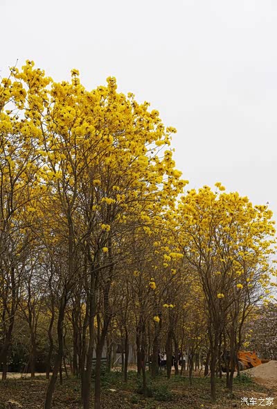 半夜三更发大片,黄花风铃木--春天里的金秋。