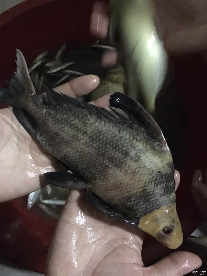 今天再次下河搞鱼