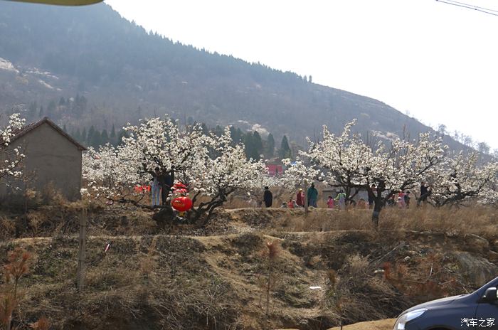 神童山梨花会图片