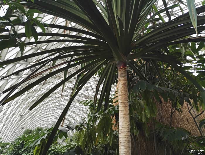 上海cs75官方车友会111spring北美洲植物观赏