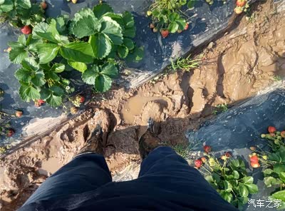 会儿出门摘草莓因为前个星期都雨草莓田里全烂泥穿雨鞋都可能拔出脚