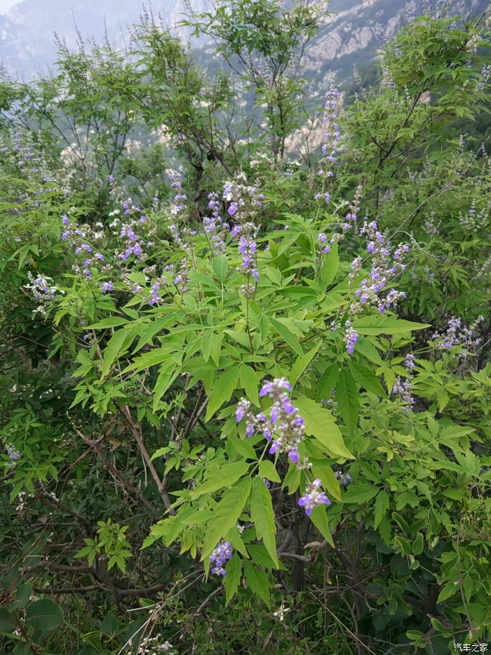 很普通的荆花,普通但另有可看之处