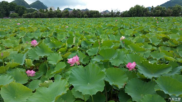 2016718映日荷花別樣紅再遊安龍招堤與荷花節不期而遇