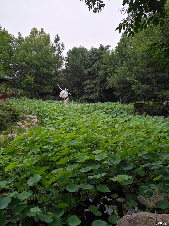 小游郑州古树苑