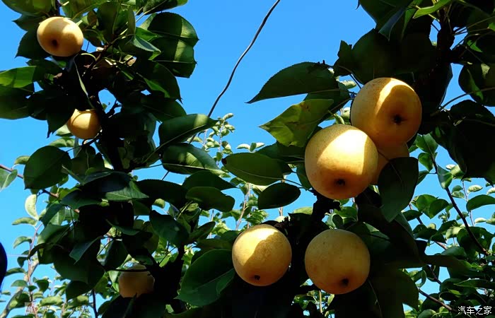 个个胖胖身子在阳光照射发光圈