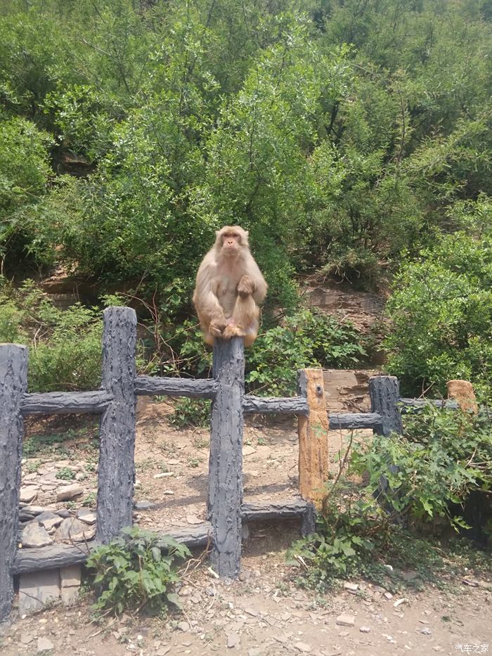 中国四大猴山图片