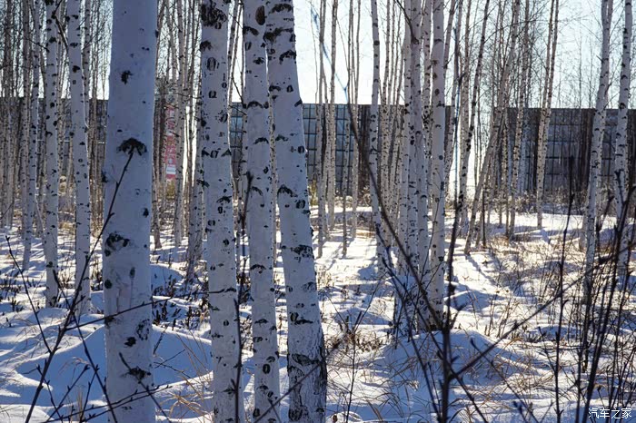 冬日的白桦林