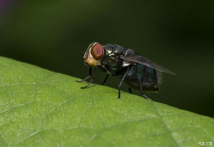 我们叫它绿豆蝇,不知道你们怎么称呼它,听说蛆虫都是下的卵.
