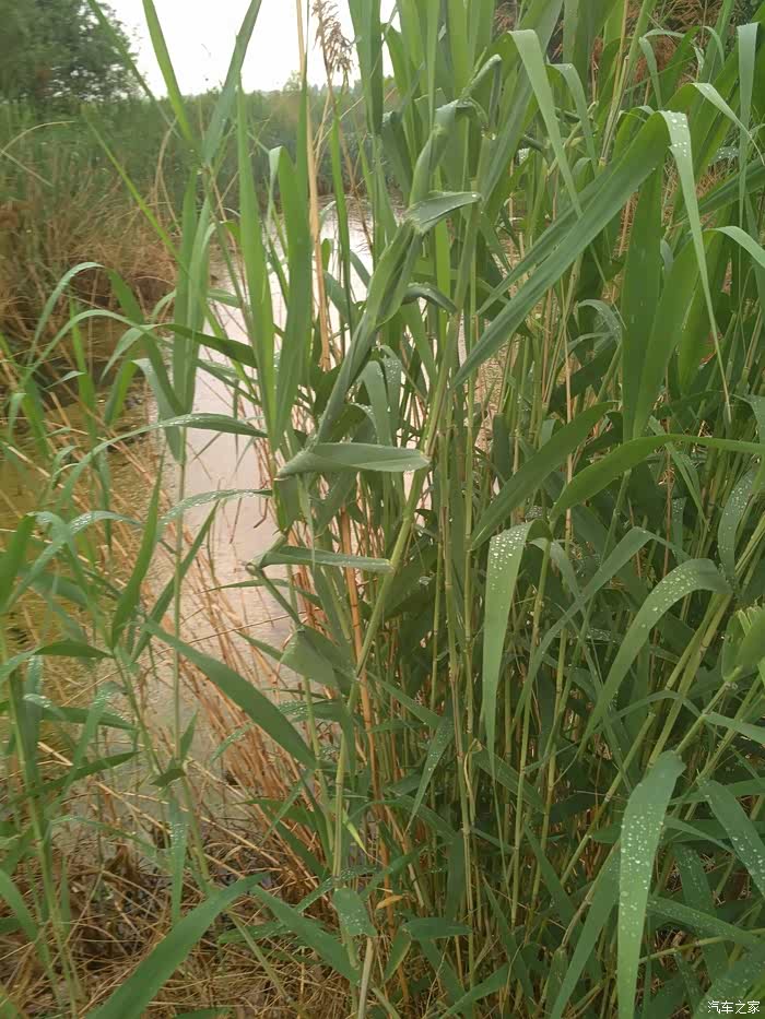 临近端午节摘点芦苇叶子包粽子