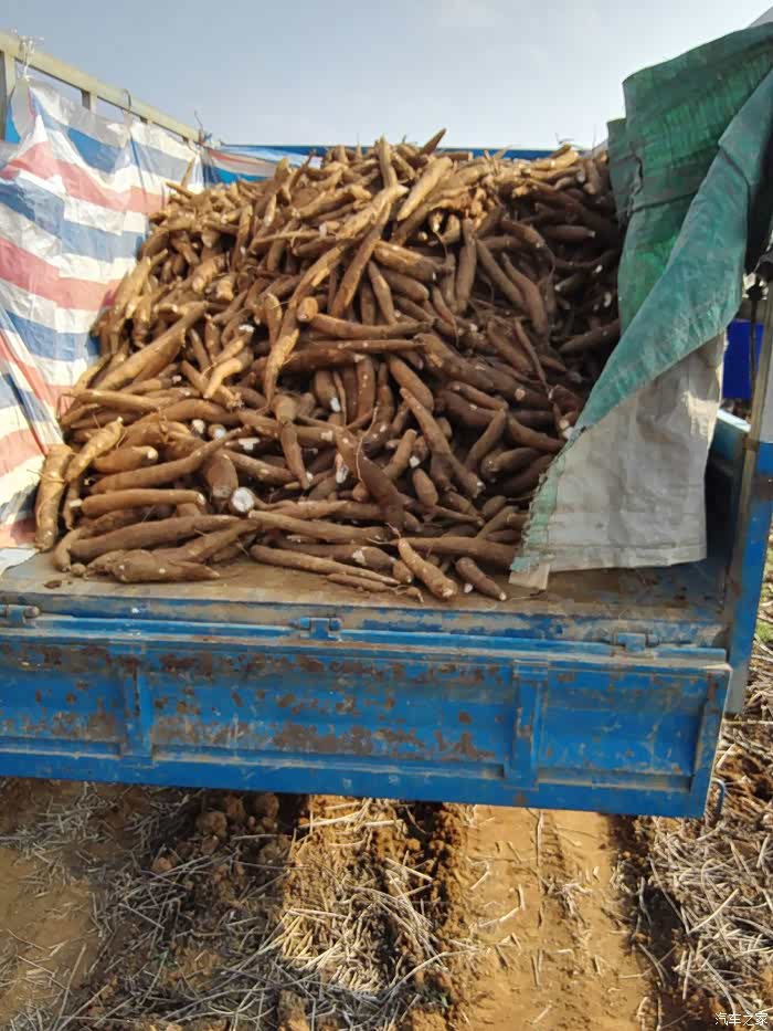 上山拔木薯劳动最光荣