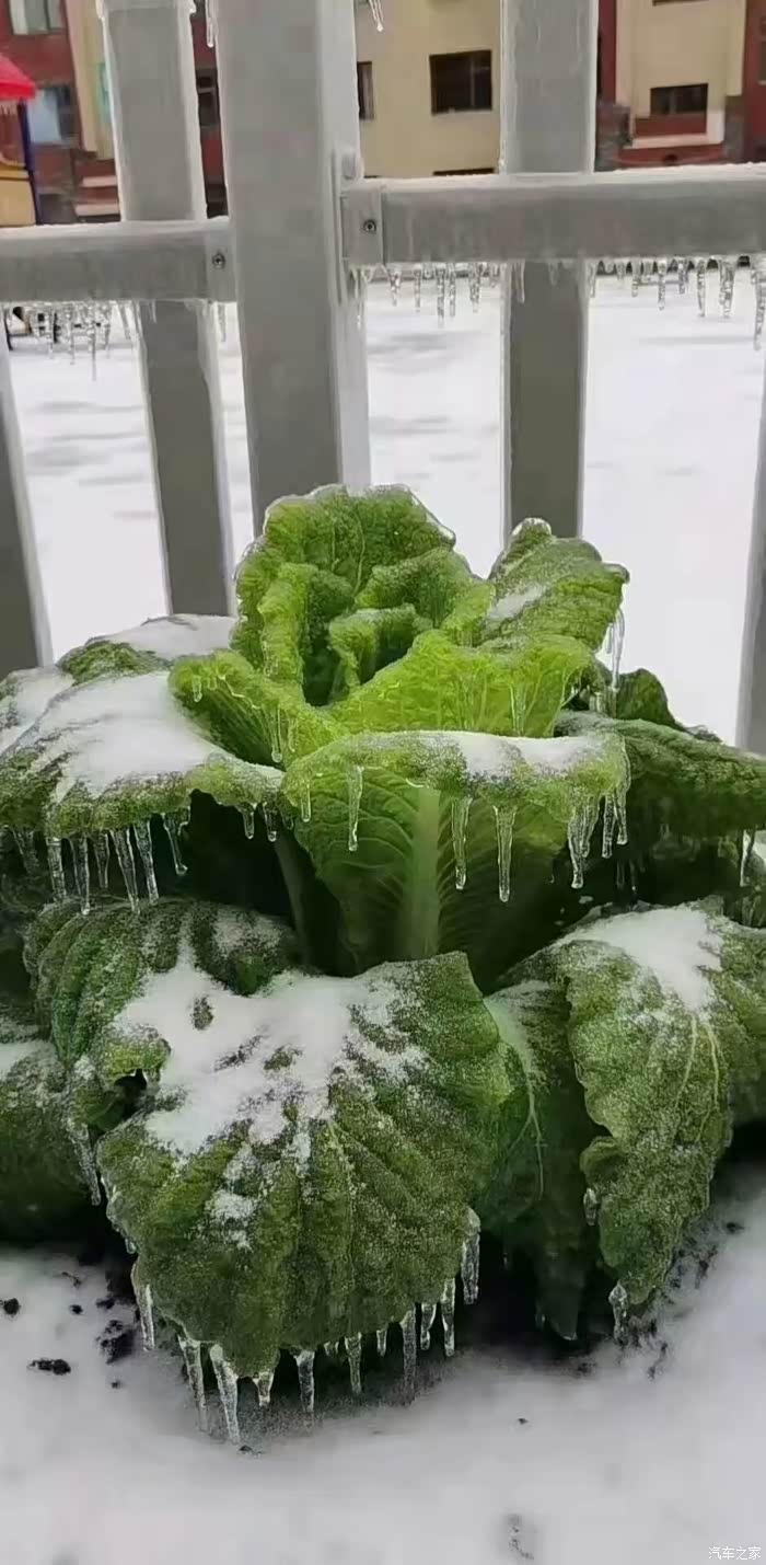 一根根银条悬挂在树上,格外壮观.