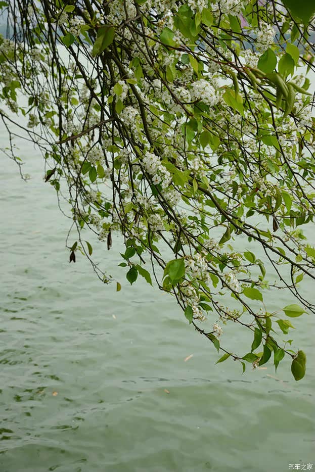 红叶白花闹新春