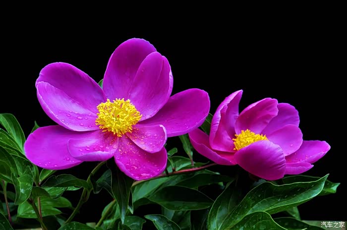 中国爱情之花-芍药