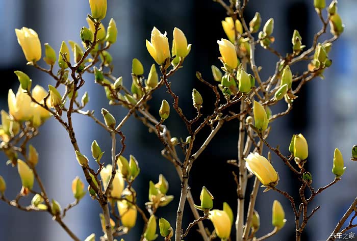 罕见的黄色玉兰花