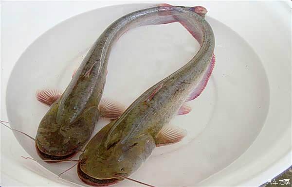 有个关于黄刺 黄鸭叫 黄骨鱼 的问题