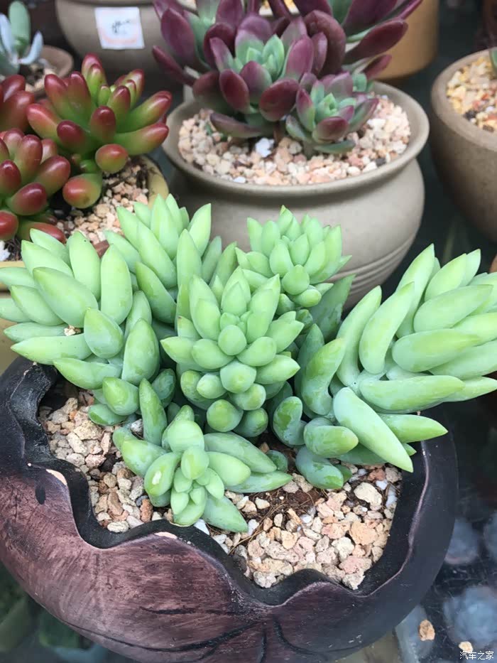 袖珍型,看惯了花花草草,多肉植物真的也很美,还不用经常浇水省心