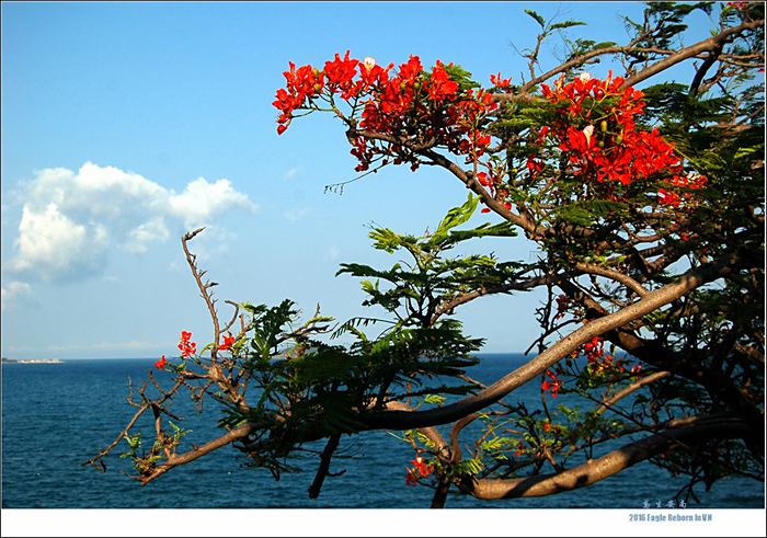 鮮花映著大海,越南越美麗.呵呵,除了峴港.