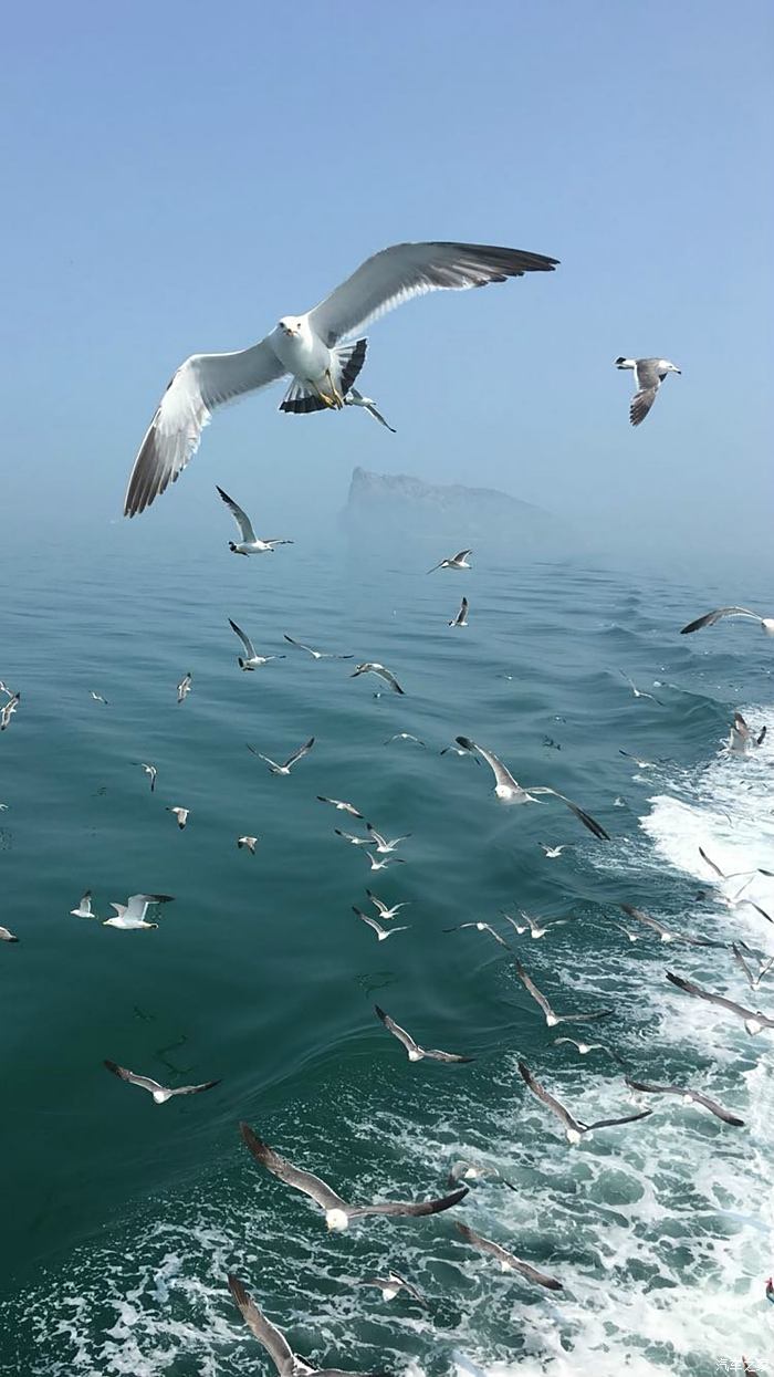 最美大海海鸥图片图片