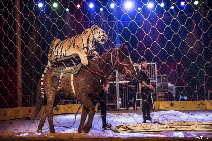 生活篇——博越伴我重温儿时记忆,走进马戏团