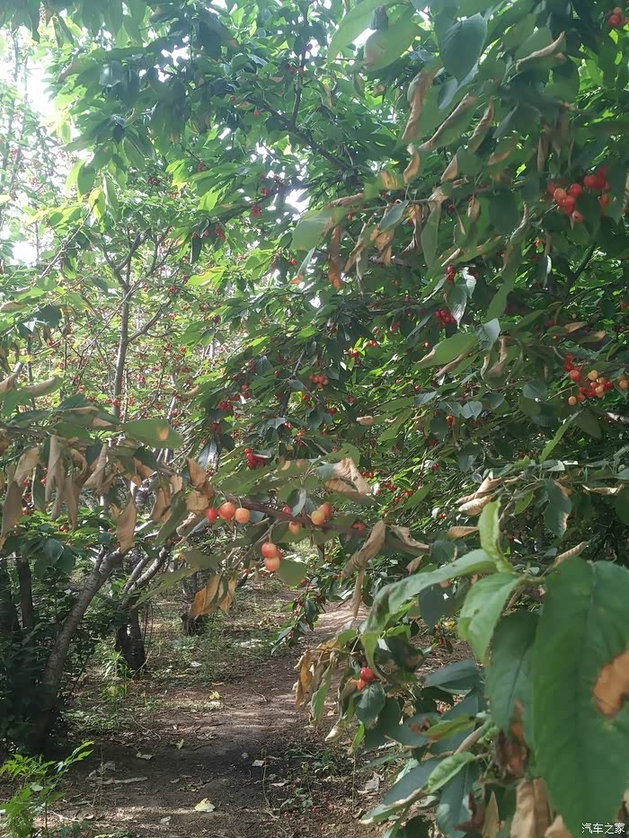 【老友记】郑州侯寨樱桃沟一日游