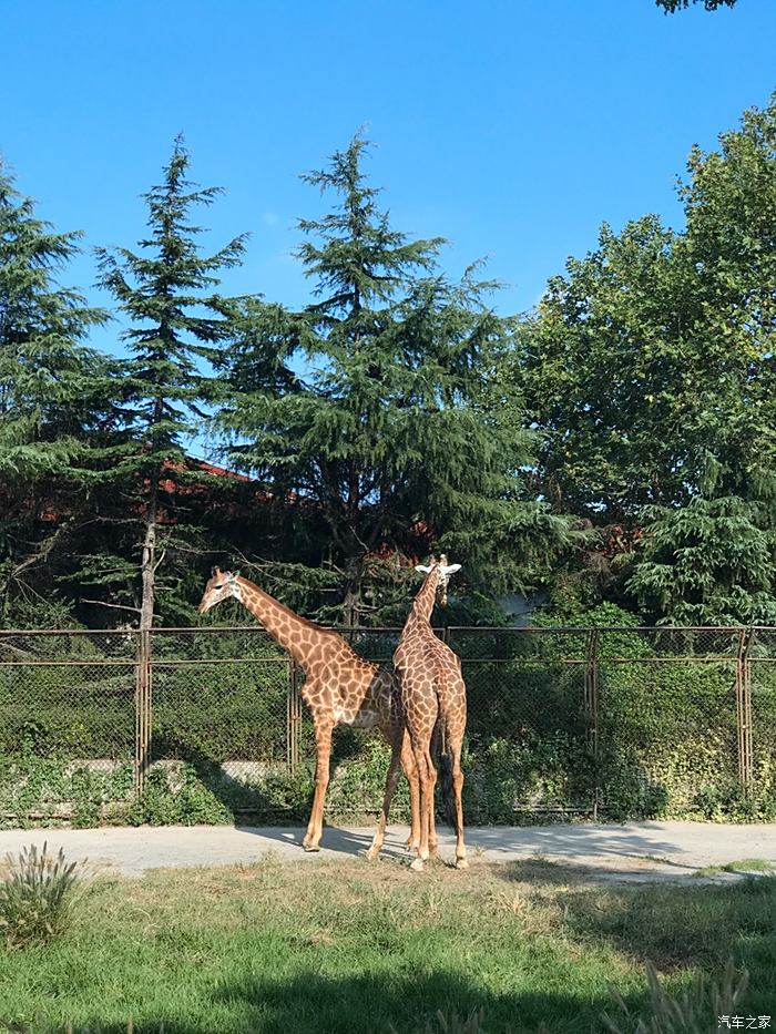 天津一汽新駿派d60杯故地重遊上海野生動物園的美好時光