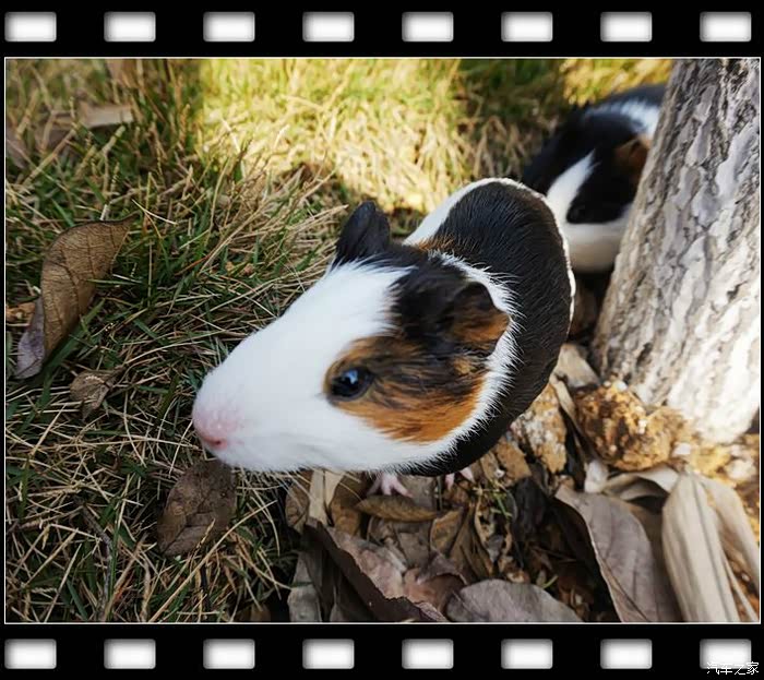 宠物精灵吱星人