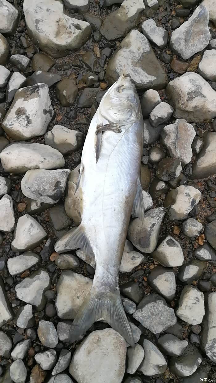 说走就走的美食之旅镜泊湖鱼