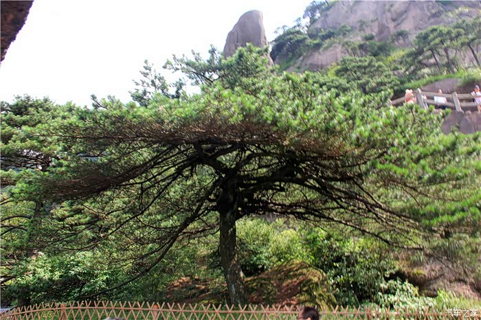出索道后黄山十送之一蒲团松