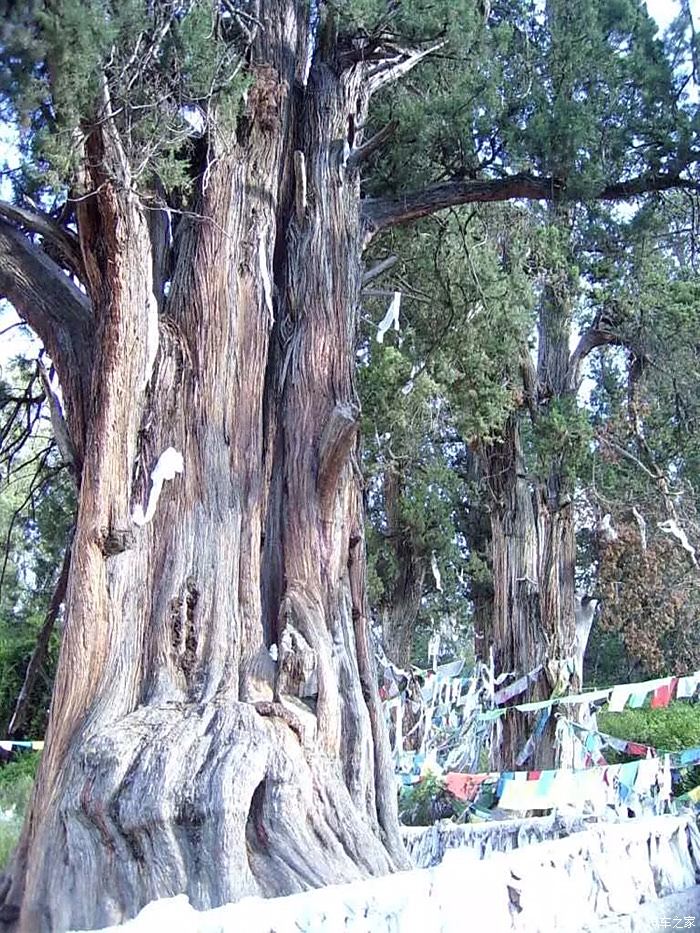 林芝的世界柏树王景区,有900多棵巨柏,其中最大的树龄为2600年.