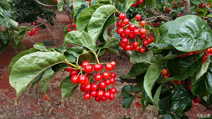 这个周末在赤鹫乡摘樱桃