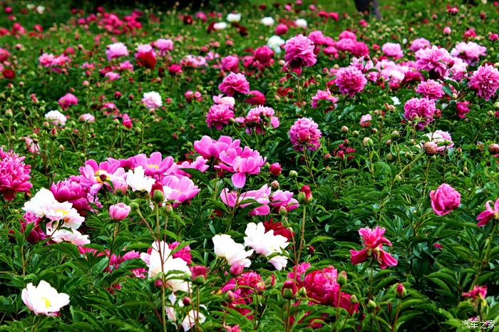 中国爱情之花-芍药